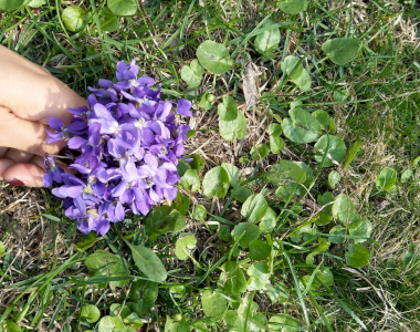 In a violet mood