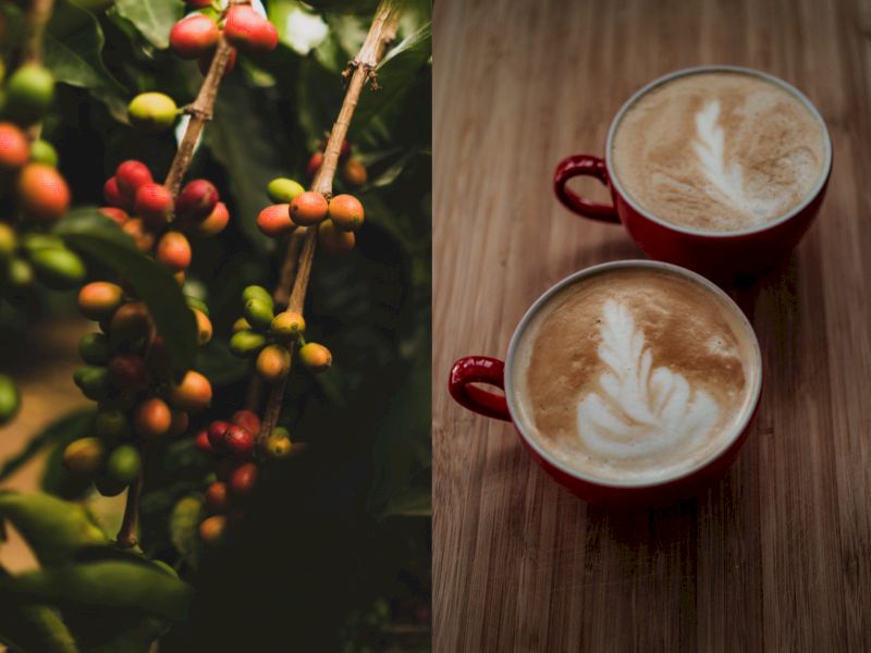 O promisiune care merită aplauze: cafea cu amprentă de carbon neutră