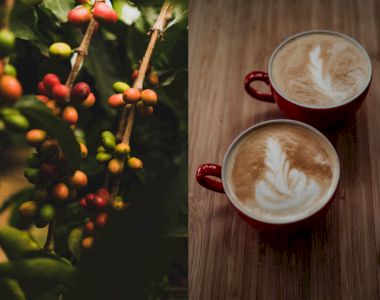 O promisiune care merită aplauze: cafea cu amprentă de carbon neutră